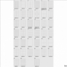 Etykiety samoprzylepne A4 38x21.2mm białe 100 sztuk Emerson