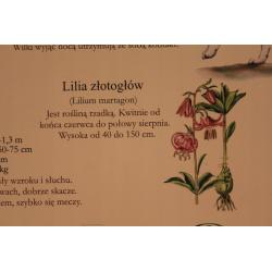 Plan lekcji A5 25 stron POLSYR
