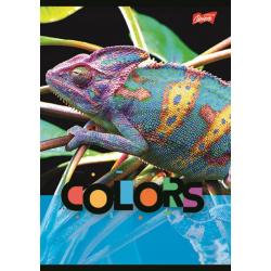 Zeszyt A5 32 kartki krata laminowany St.Majewski EXOTIC COLORS